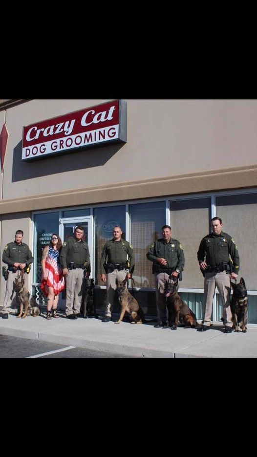 crazy cat dog grooming