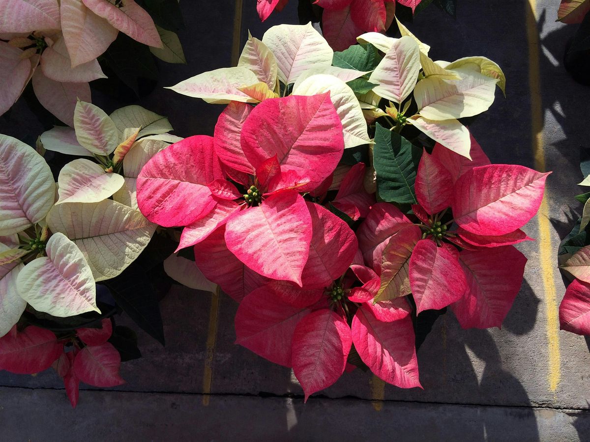 Rowan County Master Gardener Course Information Class, 12 December | Event in Salisbury | AllEvents