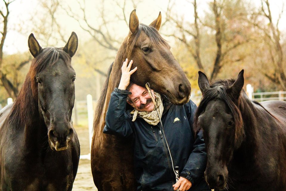 Liberty Horse Training Day, Greenstone Country, Placerville 2900