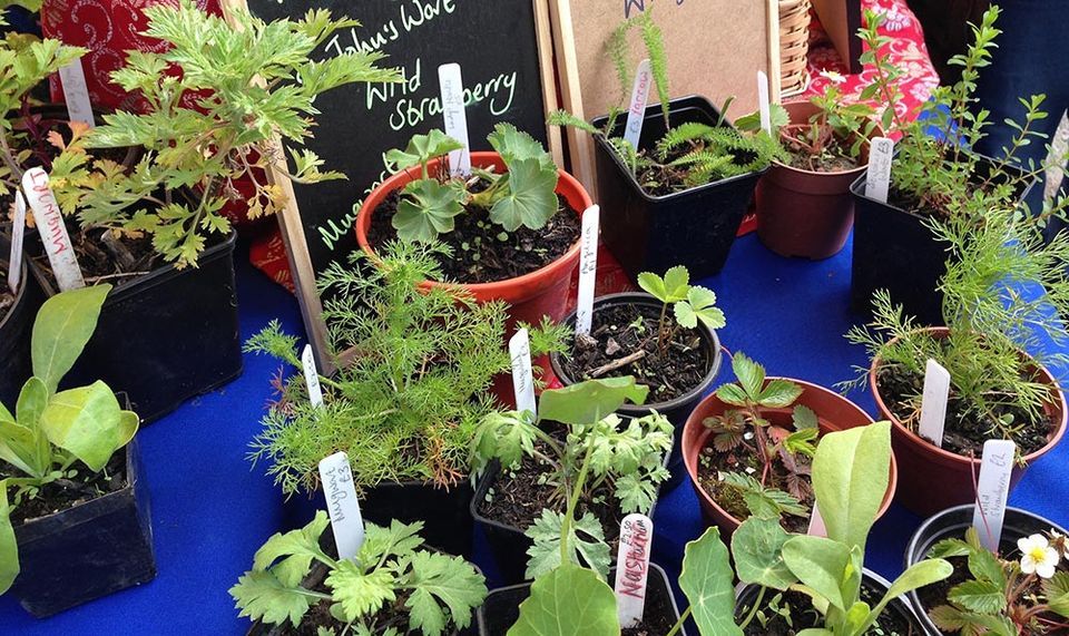 Herbs for Topical Application: Lotions, Salves, & More - NEW, Plymouth ...