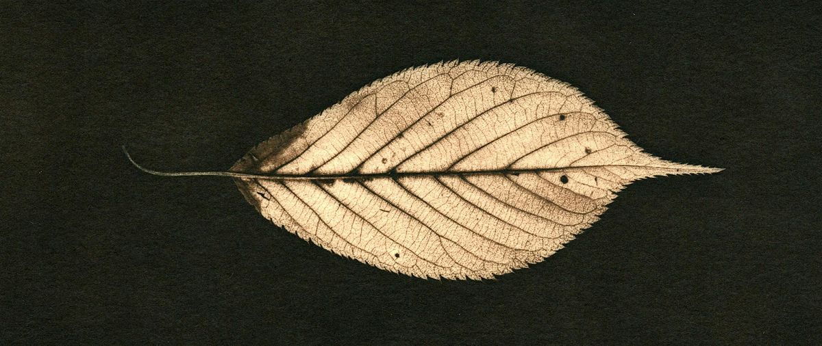 Cyanotype Toning, 28 February | Event in Edinburgh | AllEvents