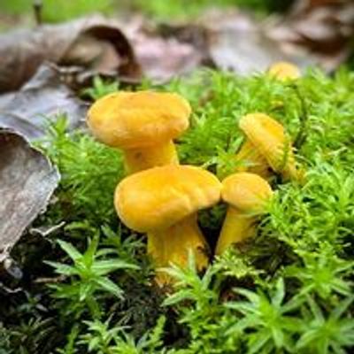 Uncanoonuc Foraging Company