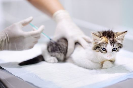 Low Cost Rabies Microchip Clinic Animal Welfare League Of Arlington February 25 To November 20 Allevents In