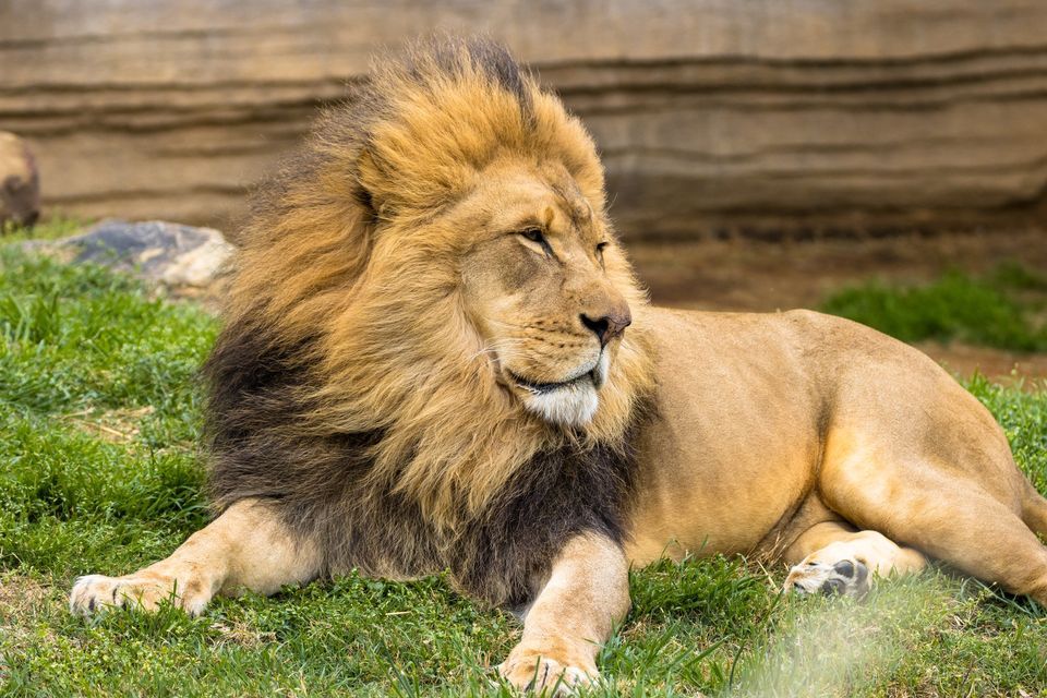 The Lion King with Tulsa Zoo, Tulsa Performing Arts Center, June 11