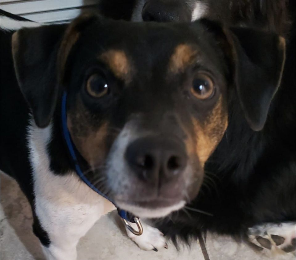 Canine Eye Clinic, K9 Performance Solutions K9PS, Saint Cloud