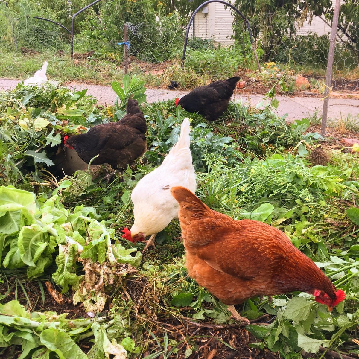 Keeping Backyard Chickens At Canberra Environment Centre Acton