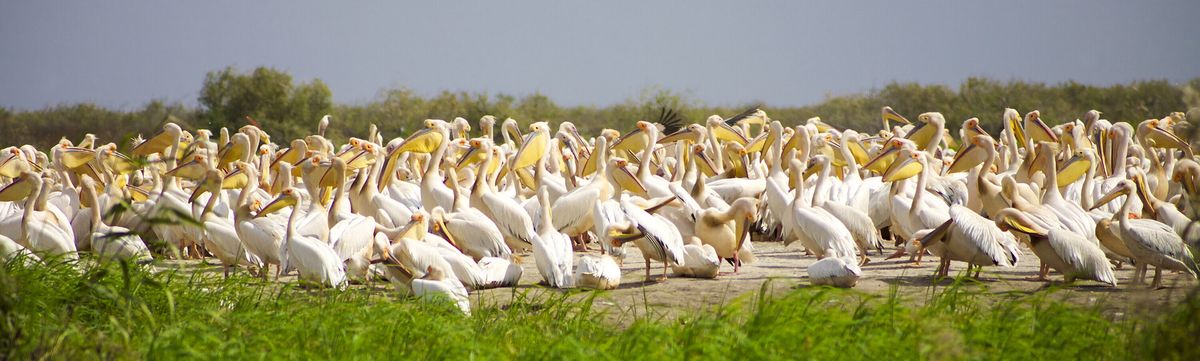 Passport To Culture: Top Hogs, 13 June | Event in Littleton | AllEvents