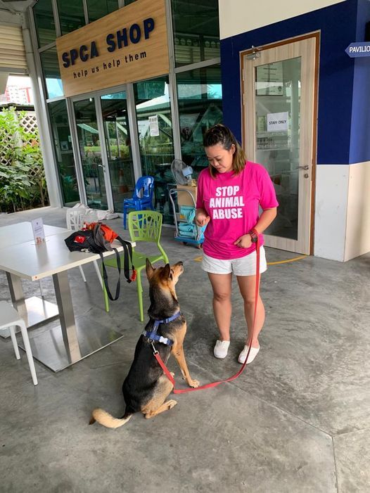 workshop dog furniture