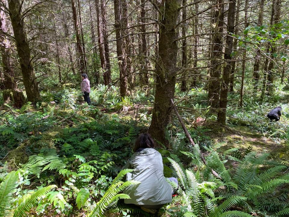 Wildcrafting 101 the basics of foraging in the PNW, Rasar State Park
