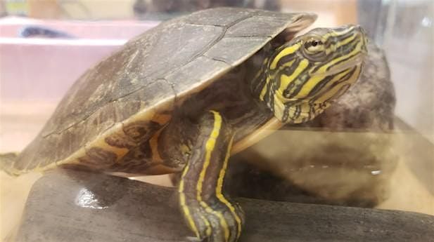 Accessible Adventures: Spotlight on Museum Animals - Turtle Corner, 30 December | Event in Rockford | AllEvents