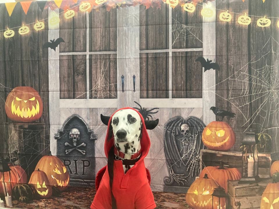 Bark or Treat Halloween Party, The K9 Corner LLC, Simpsonville, October
