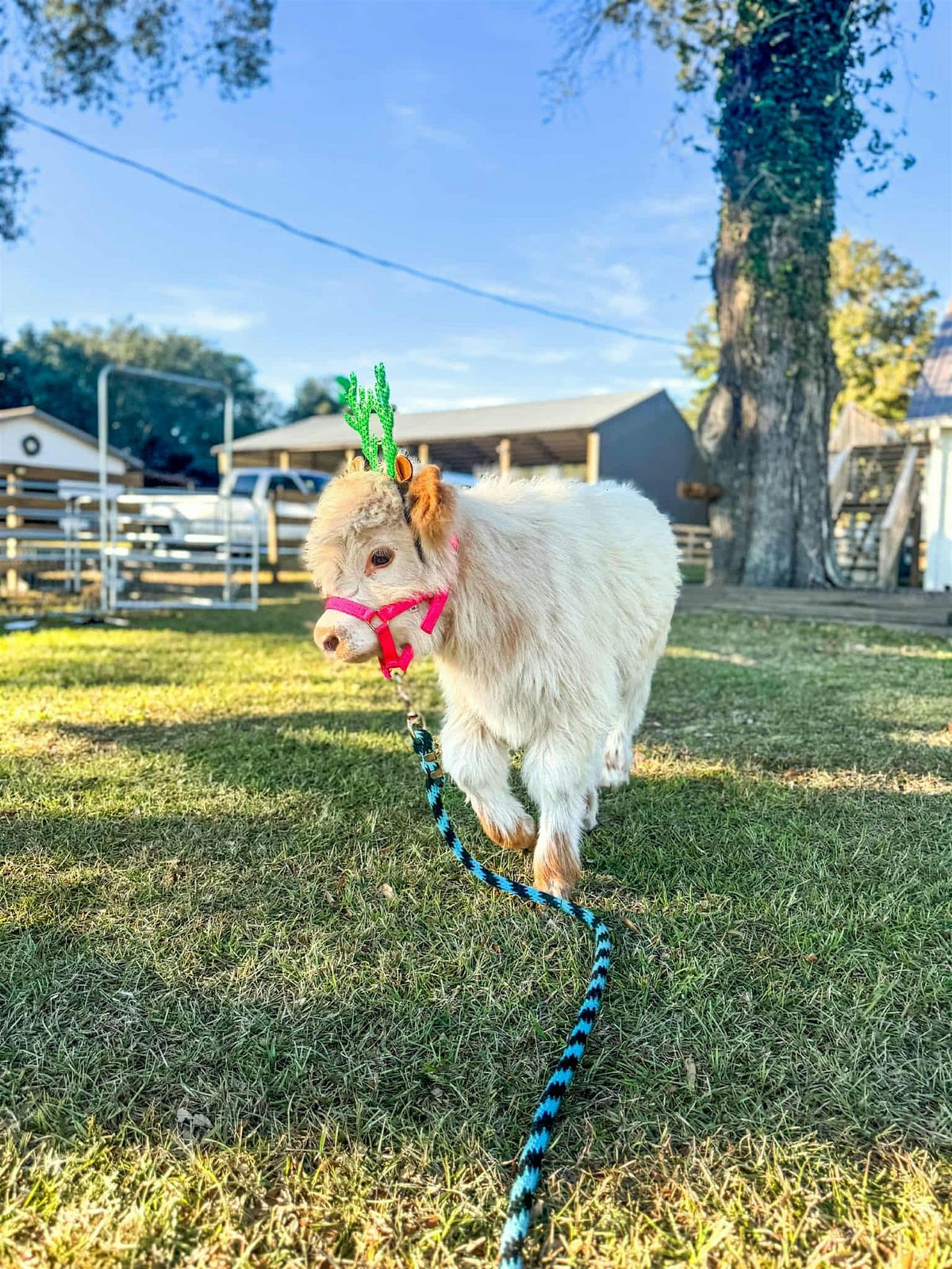 Cuddles with Millie, 19 December | Event in Baker | AllEvents