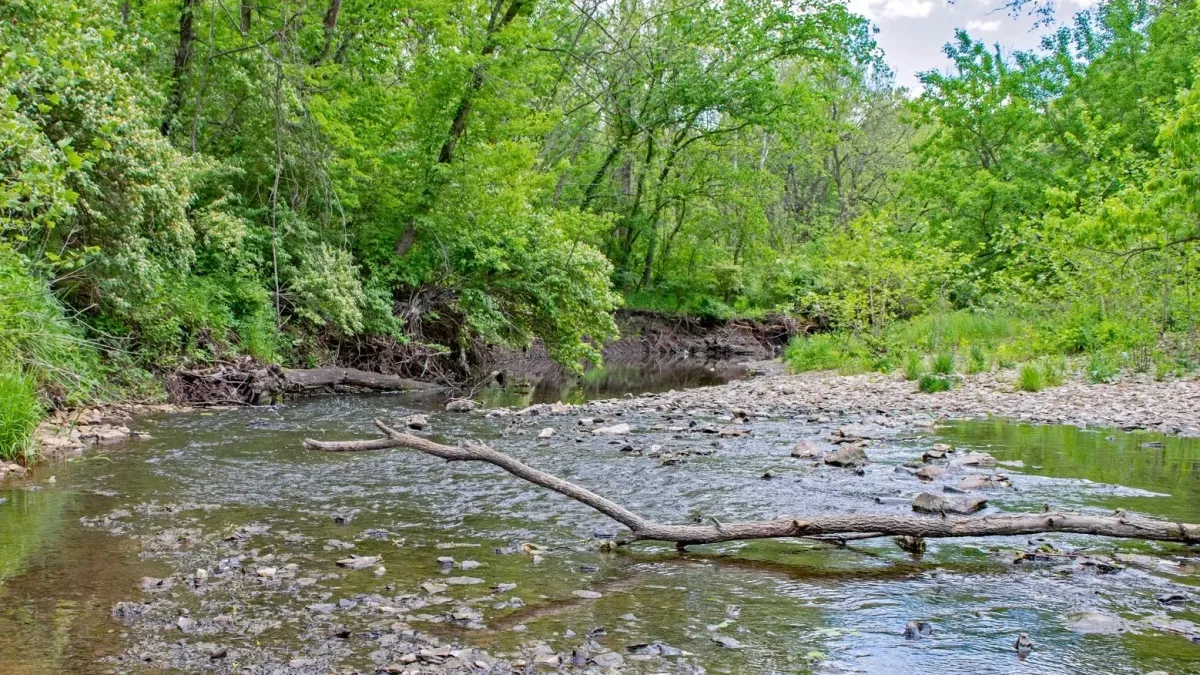 Morning Stroll on the Turkey Creek Trail!, Turkey Creek Trailhead ...