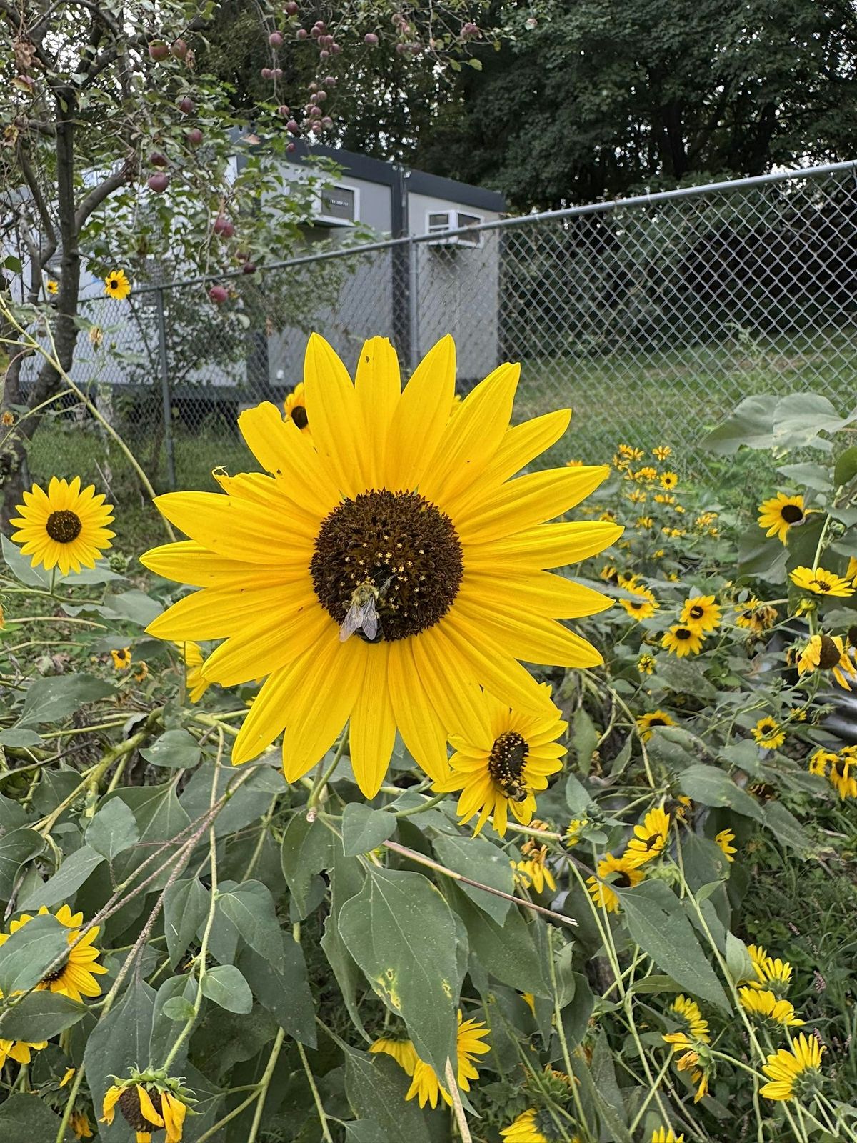 Community Volunteering: Putting the Farm to Bed!, 3 December | Event in New York | AllEvents