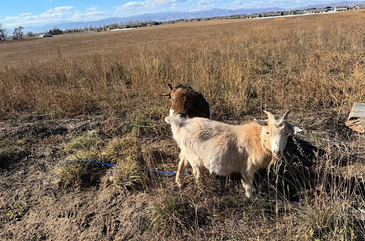 Walk with mini goats!, 13 December | Event in Fort Collins | AllEvents