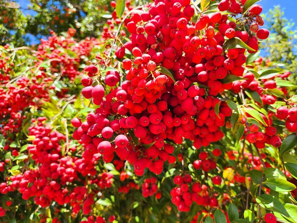 Native Plant Sale This Sunday 26.02.2023 Grantham QLD, Redtail