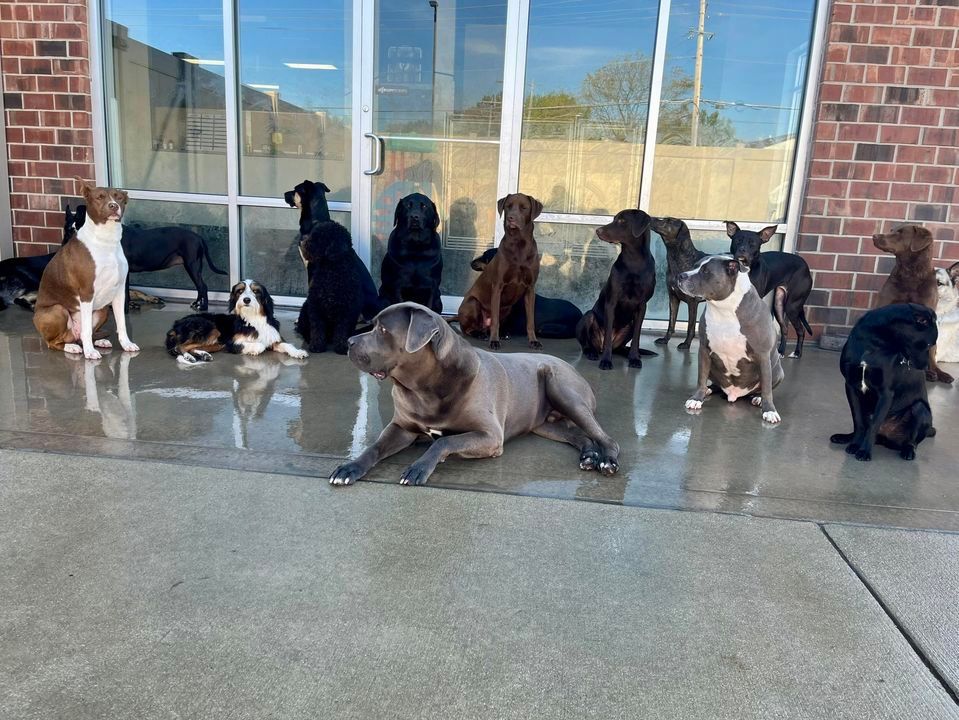 Halloween Safe Space, All Paws Inn Pet Resort and Daycare, Belleville