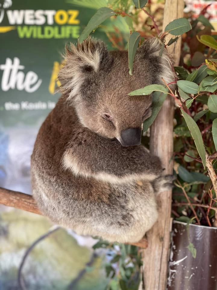 Meet The Animals School Holiday Event, Marilla Community Centre