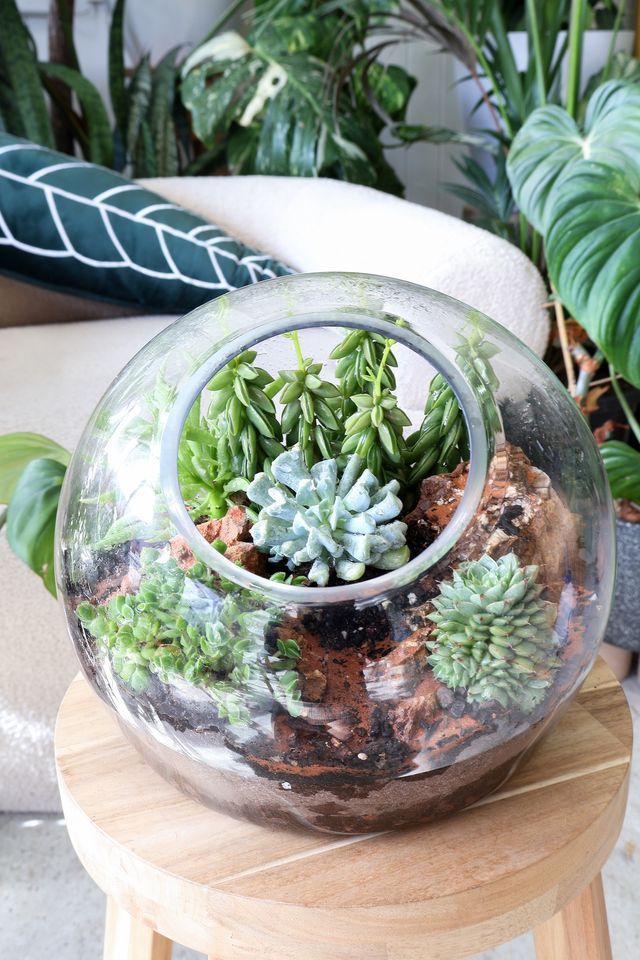 Beginner Terrarium Scaping 356 Victoria St, Richmond VIC 3121