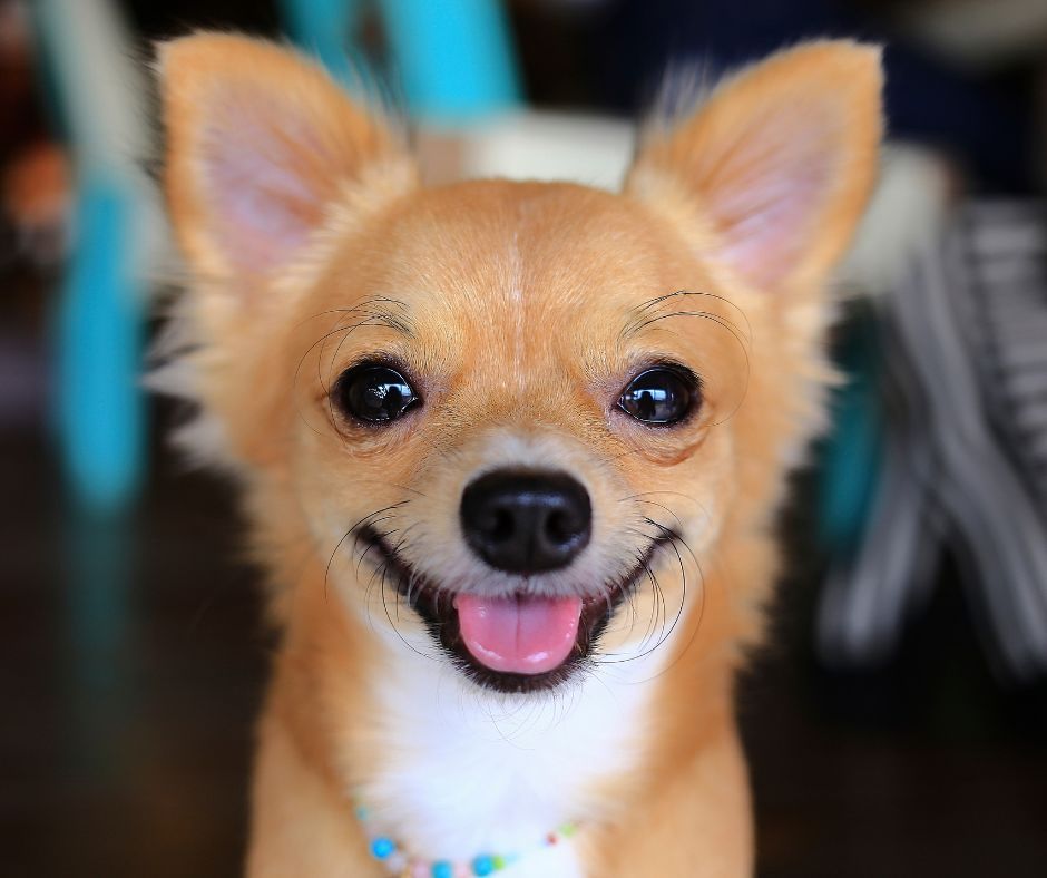 PupStar Confidence building and Enrichment, 2536 Centerville Turnpike