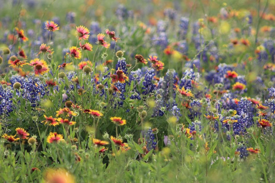 Springtime Tulsa Event Spring Photo Session , Woodward Park, Tulsa, May 6 2023 | AllEvents.in