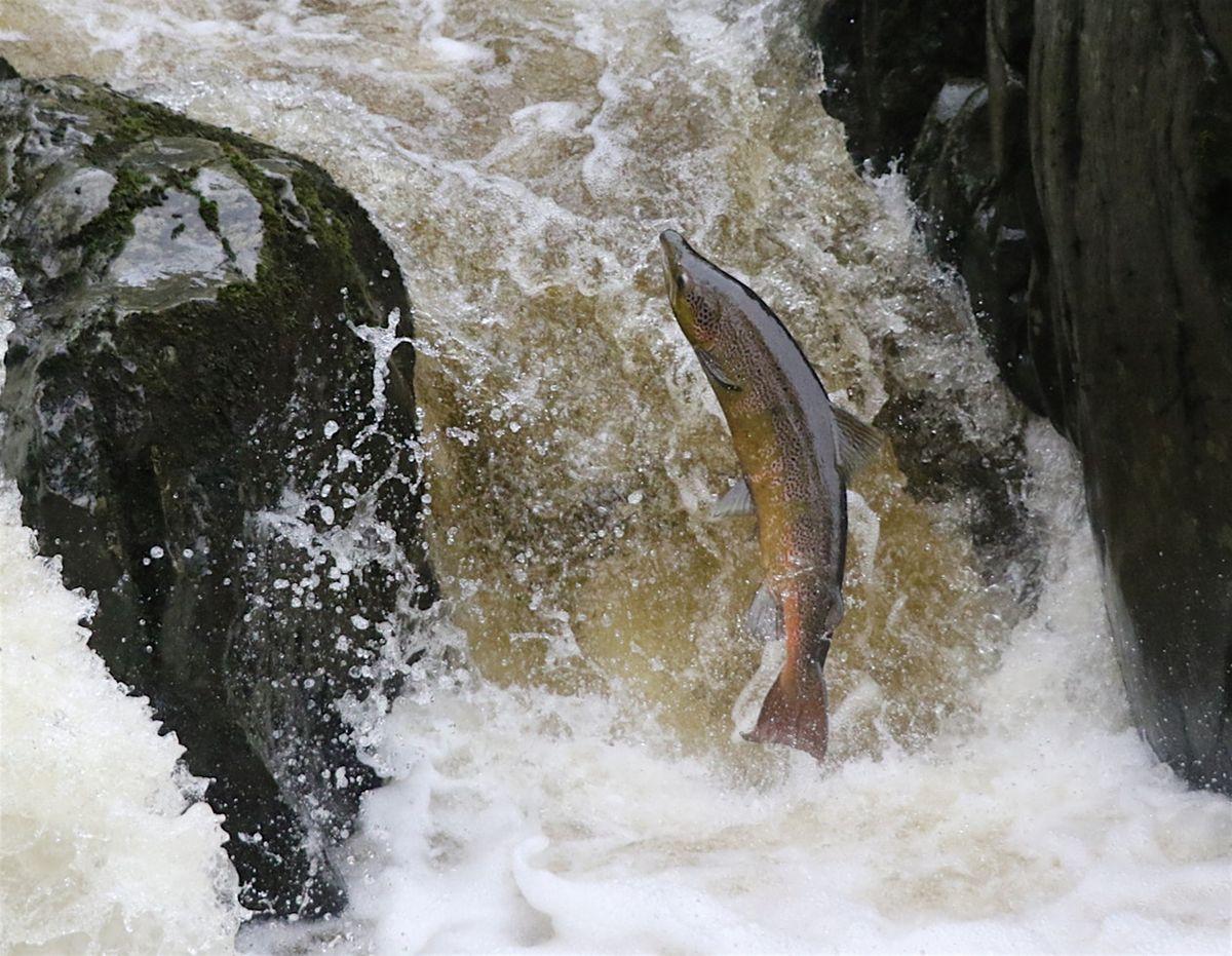 Salmon illustrated talk and guided walk, 28 November | Event in Llandrindod Well | AllEvents