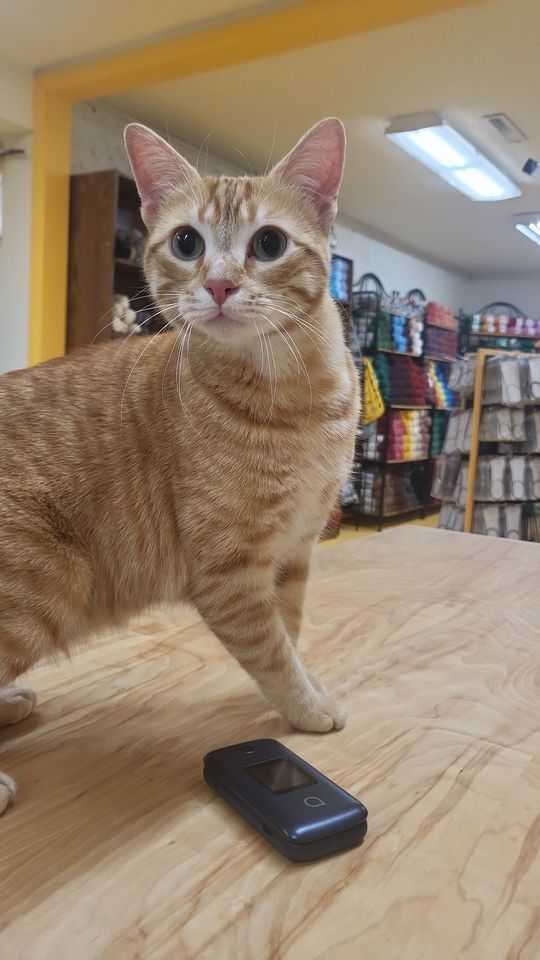 Ginger Spins! and Weaves!, The Ginger Cat, Greeley, December 9 2023 AllEvents.in