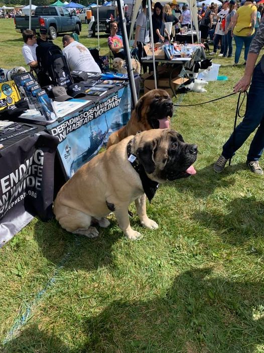 33 Festivals In Worcester Ma Culture Nightlife Celebrations Events Of Worcester Ma Pet Rock Festival 2022