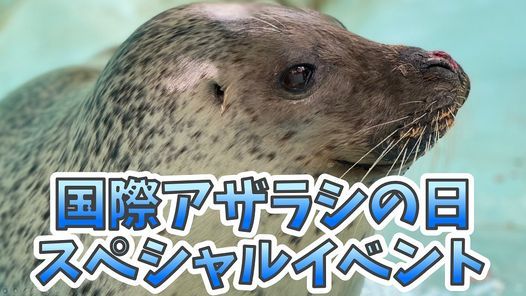 国際アザラシの日スペシャルイベント 大牟田市動物園 Omuta City Zoo March 22 Allevents In