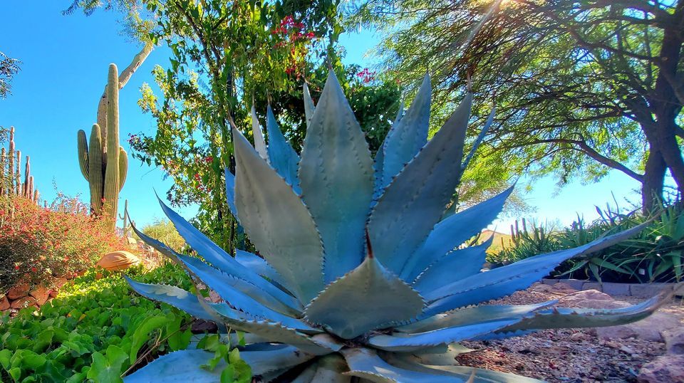 Walk About Medicinal and Edible Plants of the Desert, Smiling dog