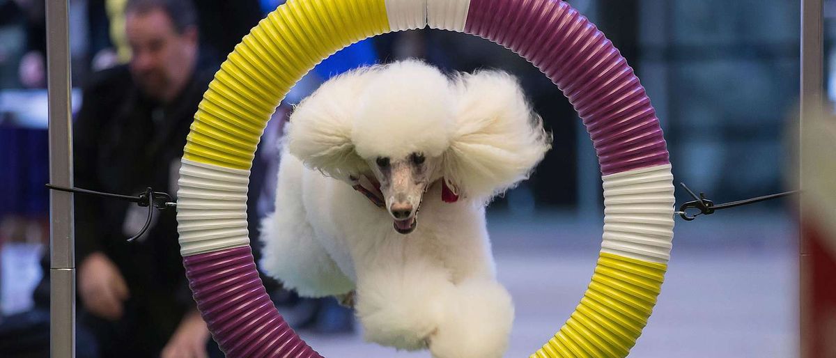 Parking Westminster Kennel Club Dog Show - Agility Preliminaries, Flyball, Demonstration Ring, 31 January