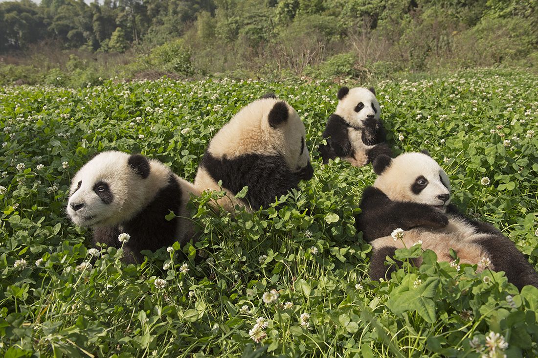 Parking Panda Bear (16+), 1 October | Event in Boulder | AllEvents