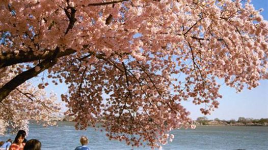 Blossom Secrets Stroll Walking Tour Washington D C April 14 2022 Allevents In Washington Dc April Holiday 2022