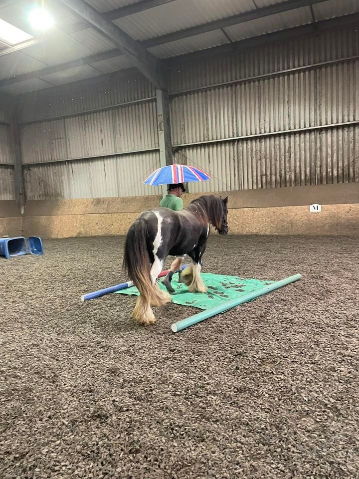 Groundwork / Desensitisation Clinic with Professional Horse Training