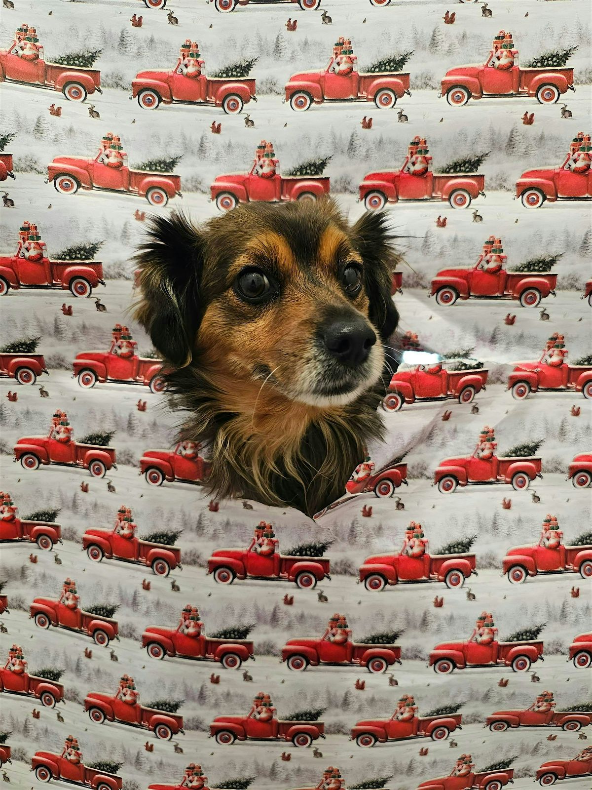 Paws n’ Pose, 23 November | Event in Mesa | AllEvents