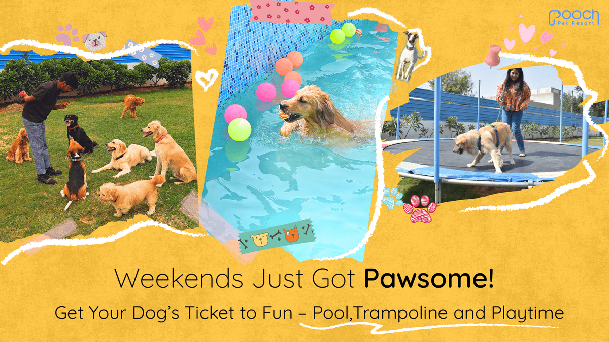 Weekend Woofs at Pooch Pet Resort, 19 July | Event in Gurgaon | AllEvents