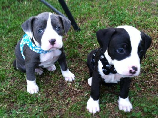 Puppy Social 10wk 4mo Camp Bow Wow South Salt Lake Salt Lake City February 6 2021 Allevents In