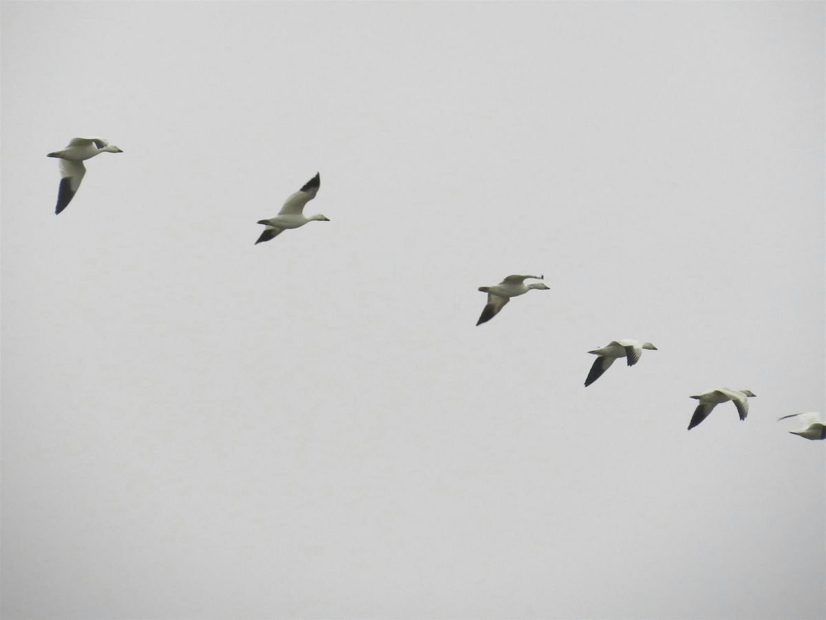 Birding at Samish Flats, 9 December | Event in Bellingham | AllEvents