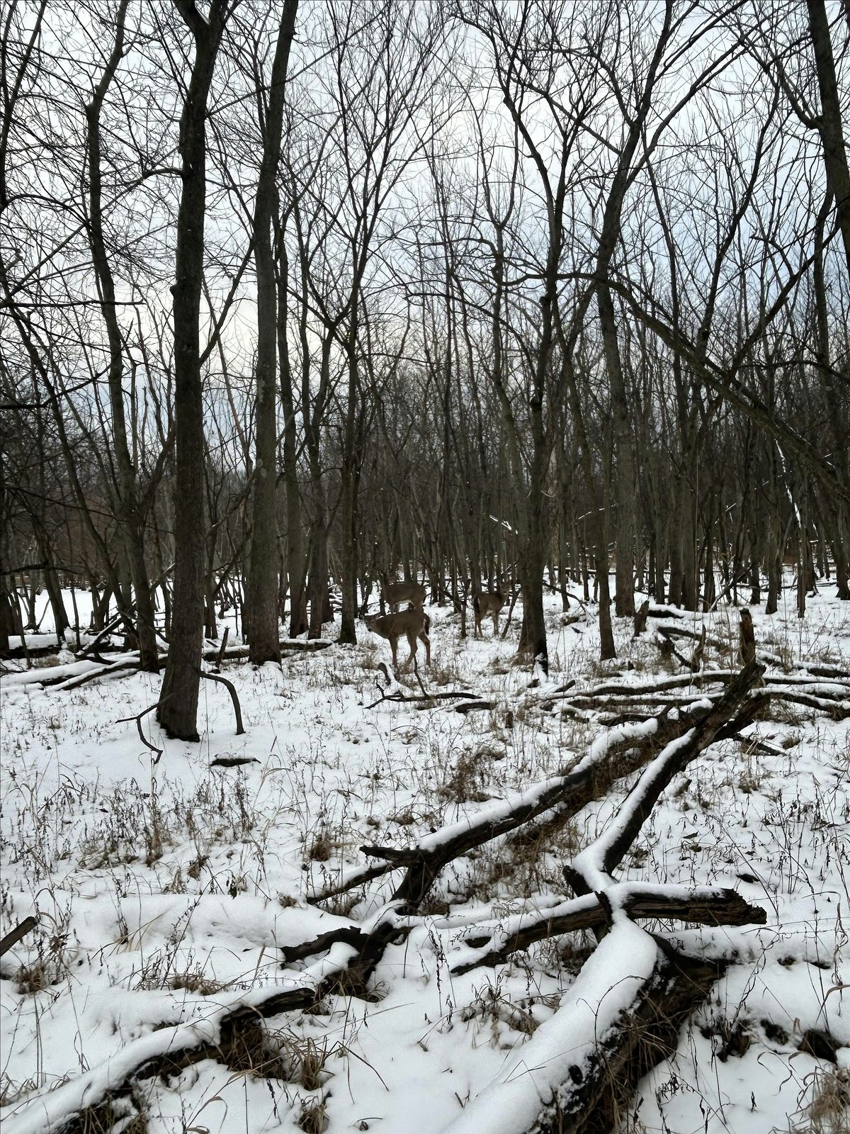 winter solstice forest bathing (plus singing!), 21 December | Event in Chicago | AllEvents