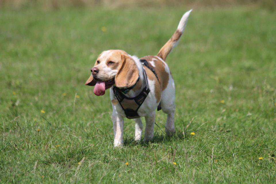 BEAGLES OffLead Play Session, Dogs Country Club, Golborne, January 7