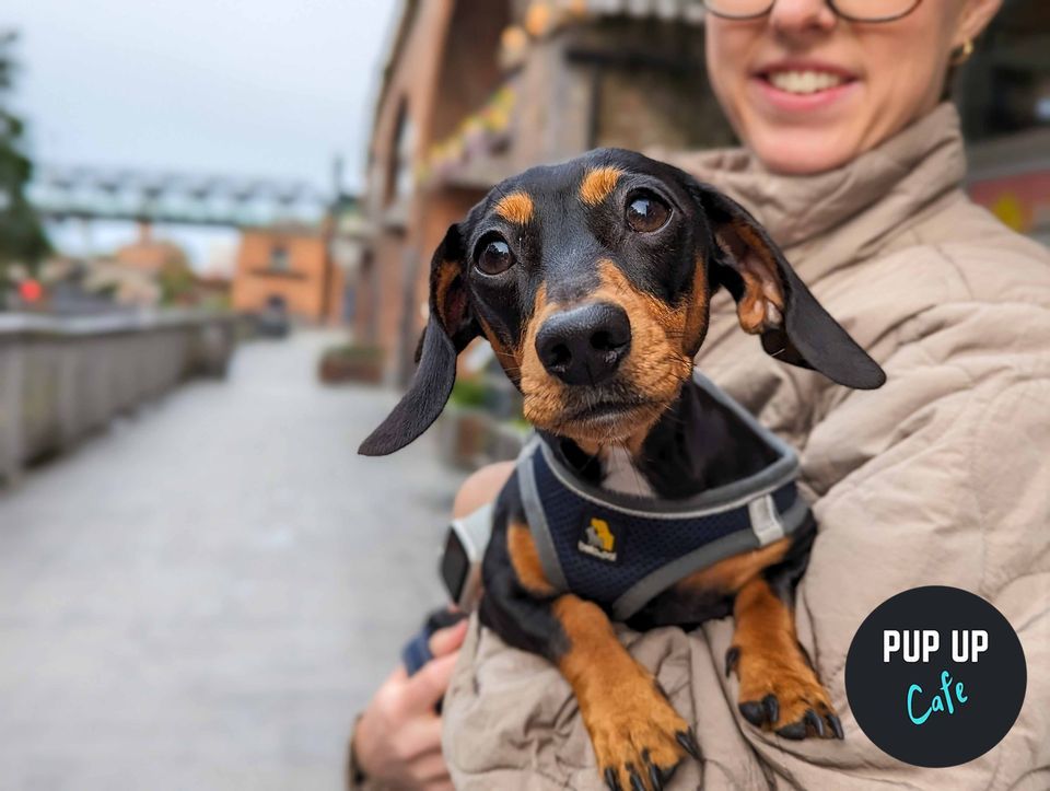 Dachshund Pop Up Cafe Liverpool, Revolucion de Cuba Liverpool, March