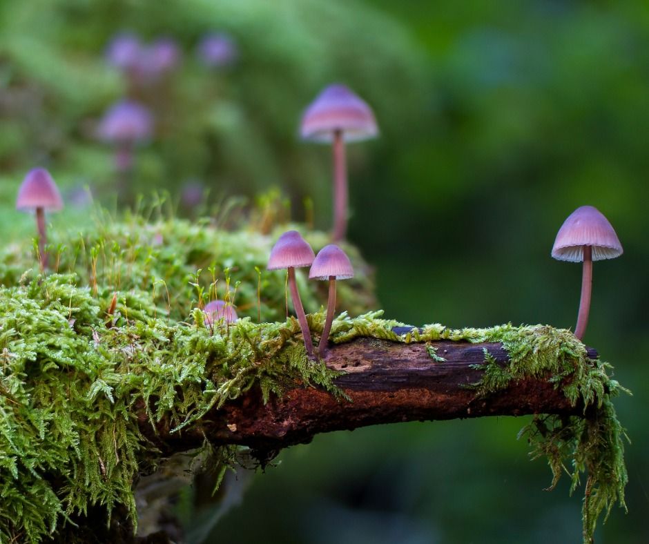 Youth Naturalist Series Magnificent Mushrooms, Ney Nature Center