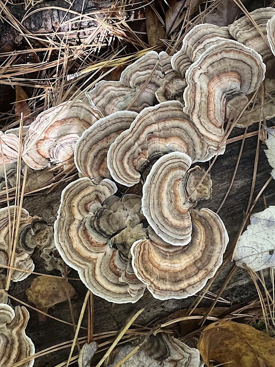 Monday Mountaineers - The Red Maple -  complete loop, 22 December | Event in Branchville | AllEvents