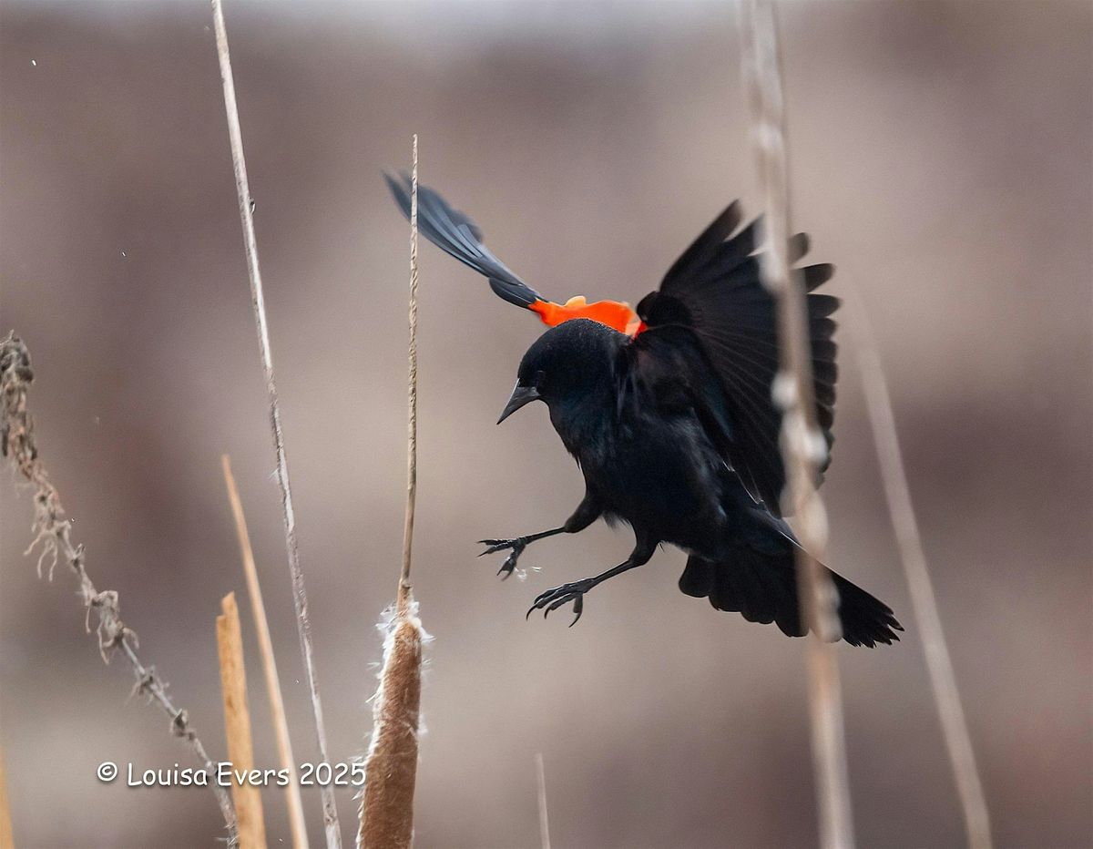 Birding Field Trip to Hagerman, 7 February | Event in Hagerman | AllEvents