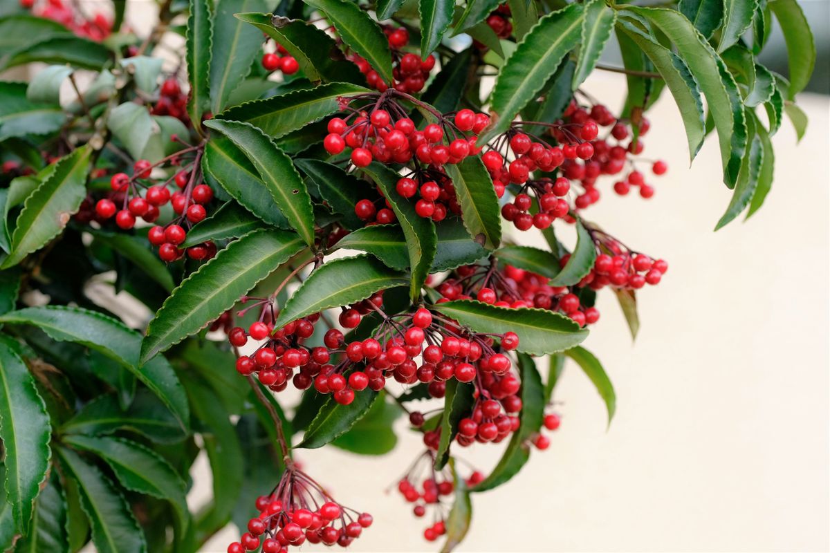 W**d Wrangle at Cuscowilla 2026, 4 January | Event in Micanopy | AllEvents