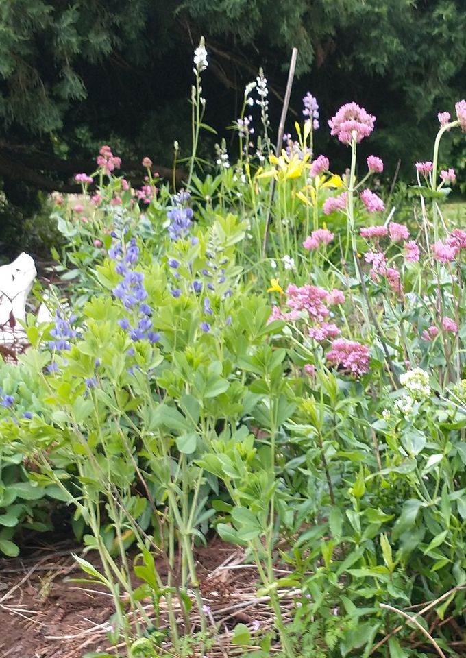 Seed Swap and Giveaway 2024, Hockinson Community Education, Brush Seed Swap and Giveaway 2024, Hockinson Community Education, Brush