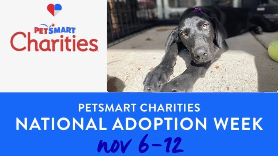 Dog Adoption Day, PetSmart (Mandeville, LA), November 11 2023