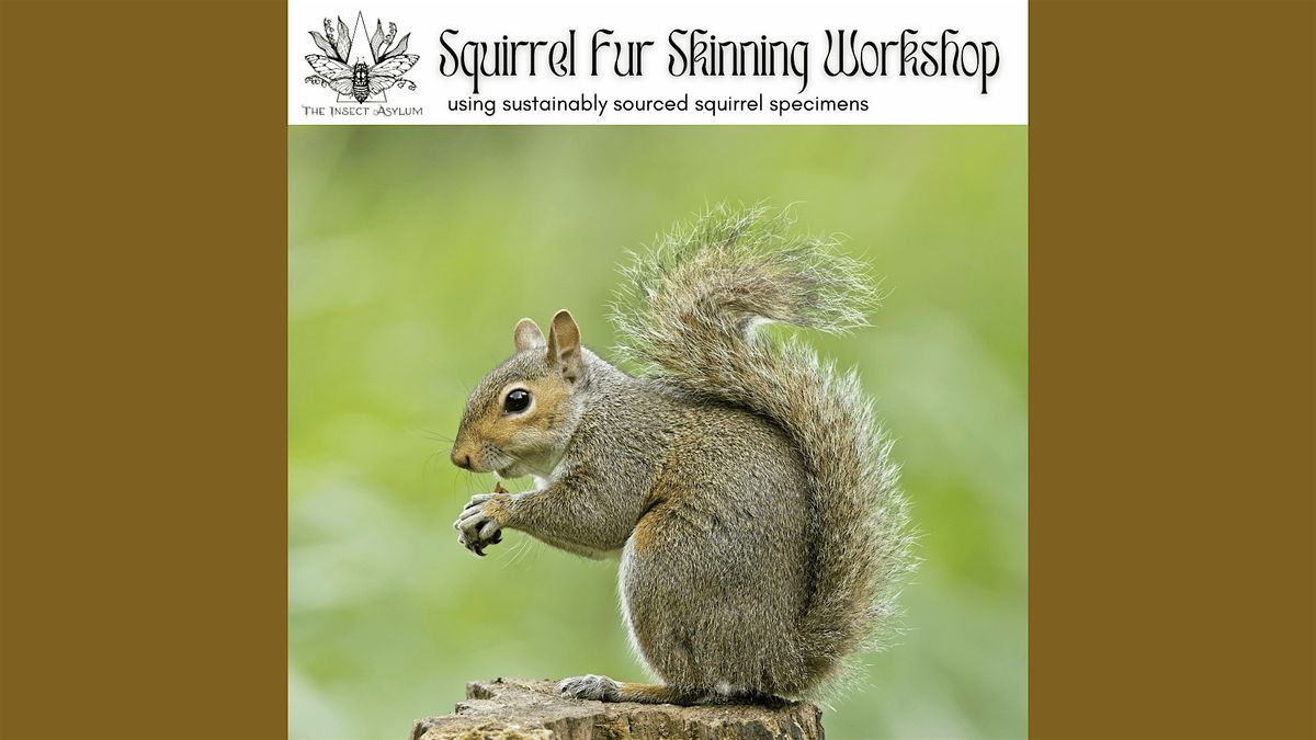 Squirrel Fur Skinning Workshop, 18 December | Event in chicago | AllEvents