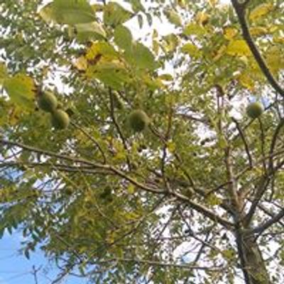 Society of Ontario Nut Growers
