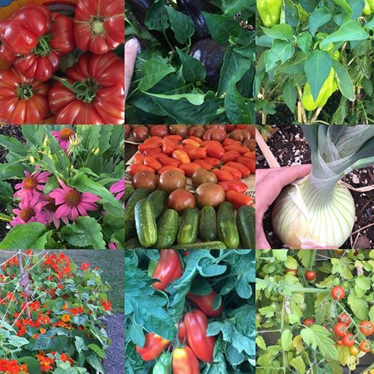 Ocgs 2019 Harvest Sale At Oregon S Constant Gardener Eugene